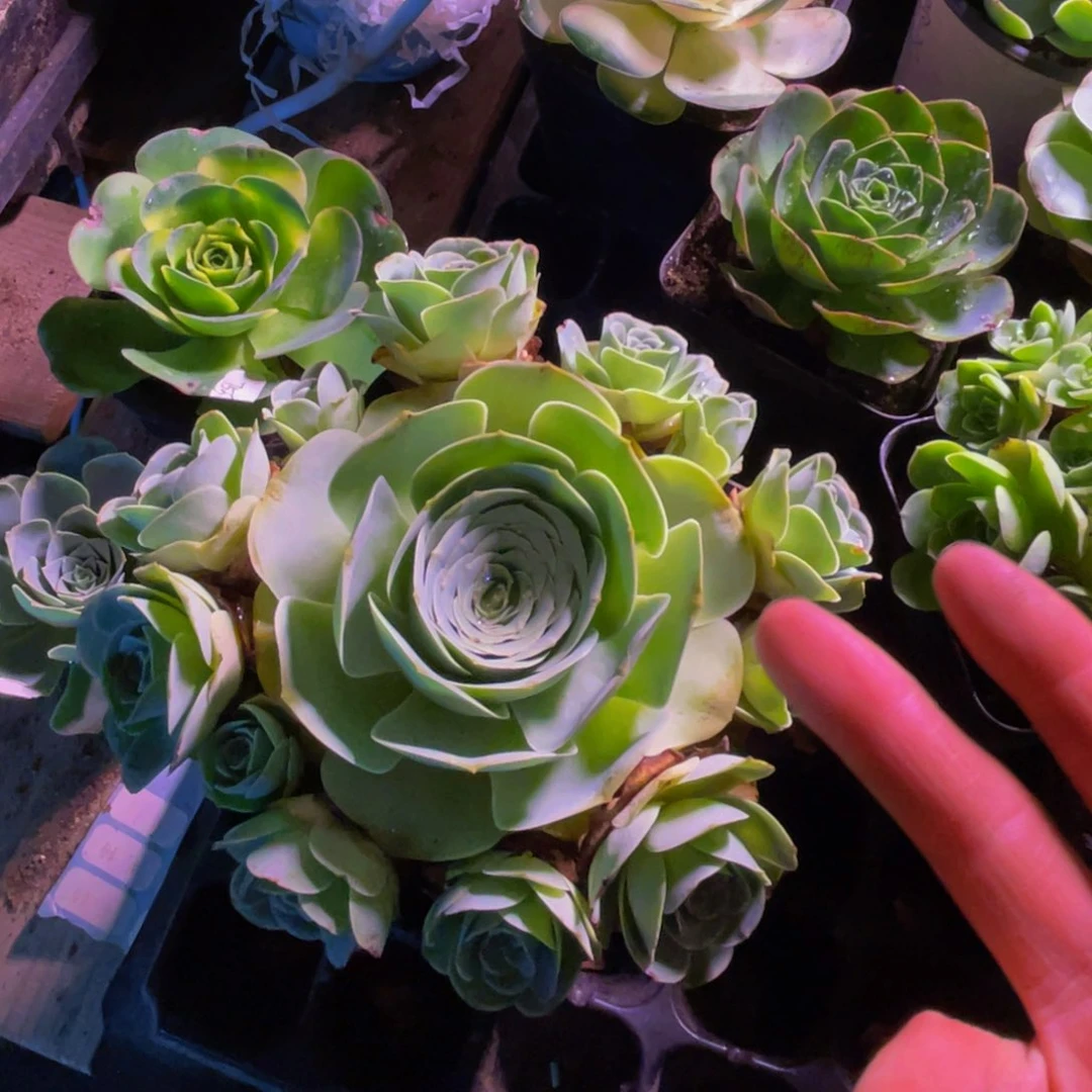 琉璃984多肉植物花卉