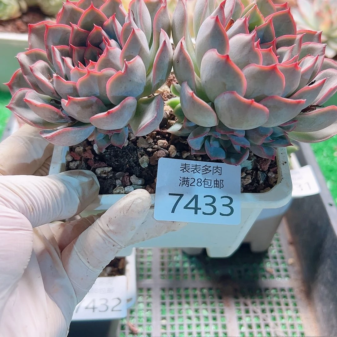 无花朵多肉一物一拍7433