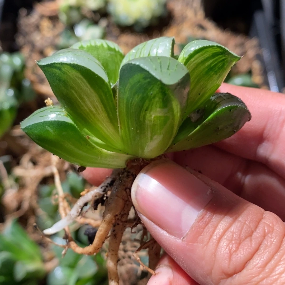 339 一颗实生咖啡锦 点赞福利