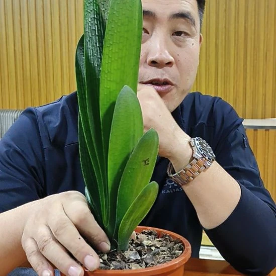 林***林完全开放泰山158米苗