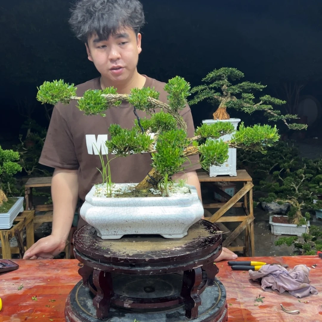 无花朵广东皱皮雀舌黄杨