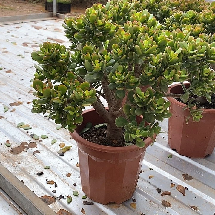 大棵摇钱树多肉植物脱盆土发货