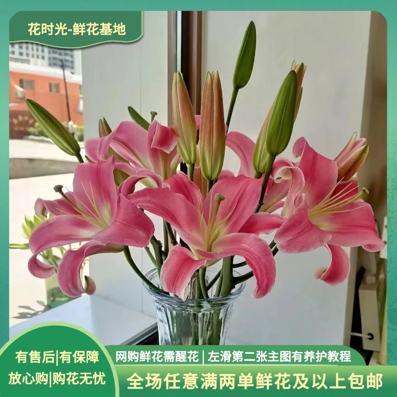 【罗宾】精品罗宾香水百合  基地直发| 全场任意满两单鲜花包邮