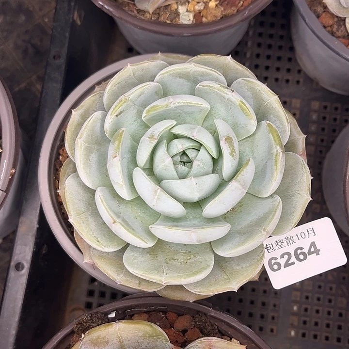阿雅园艺。       6264劳林