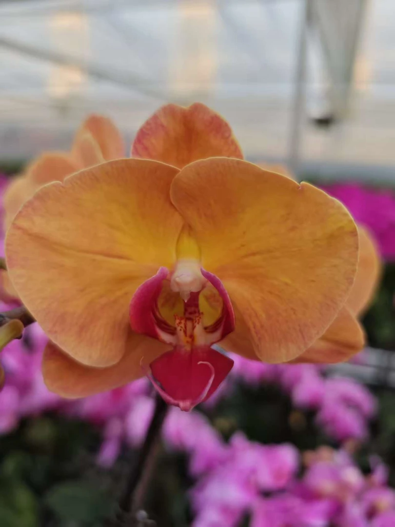 高品质橙色蝴蝶兰【芳美钻石】带花剑带花苞四季开花室内好养盆栽