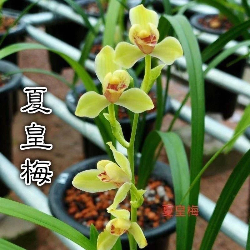 开花机器 夏皇梅 兰花建兰浓香花卉花苞四季好养室内办公室绿植