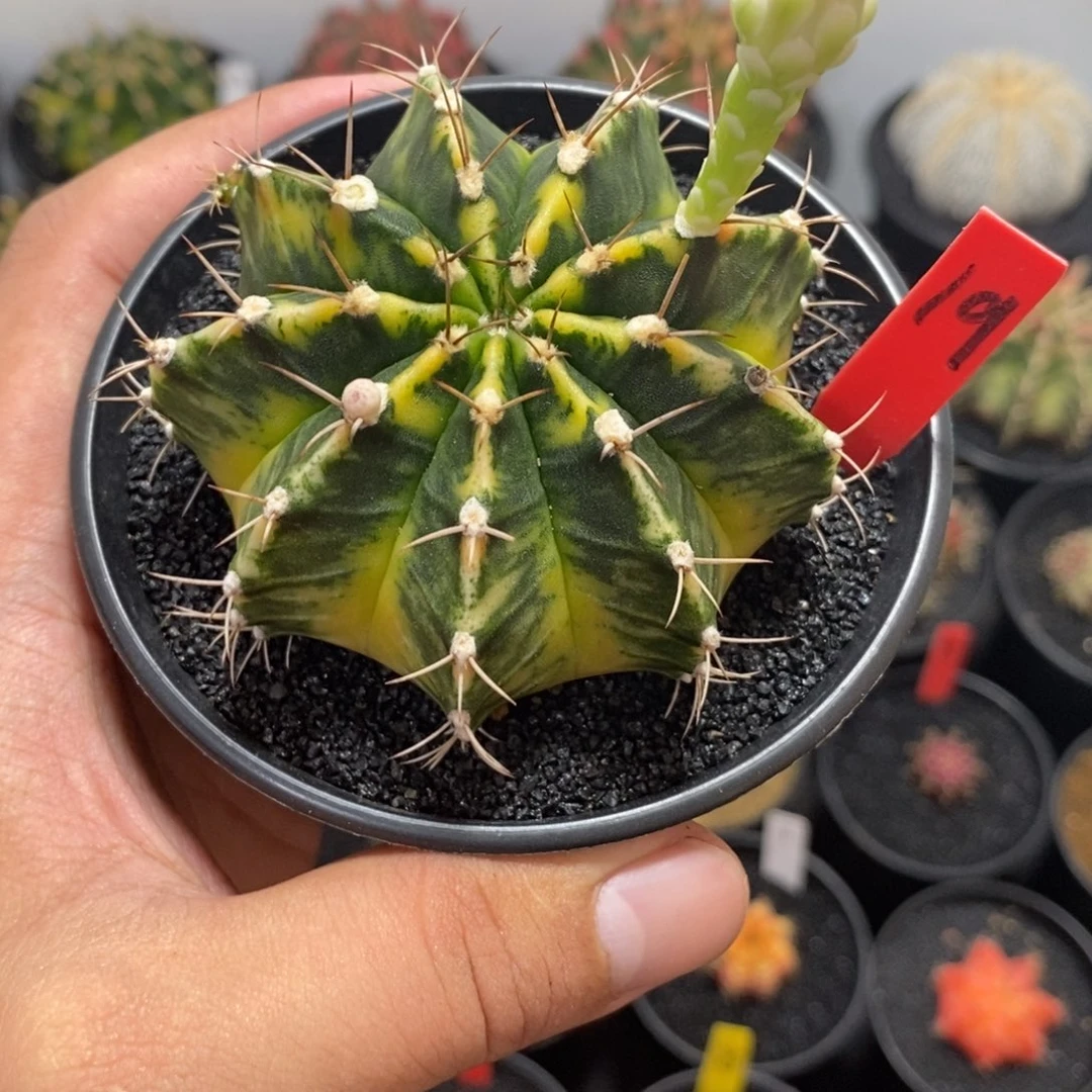 泰系米哈——带盆土发货