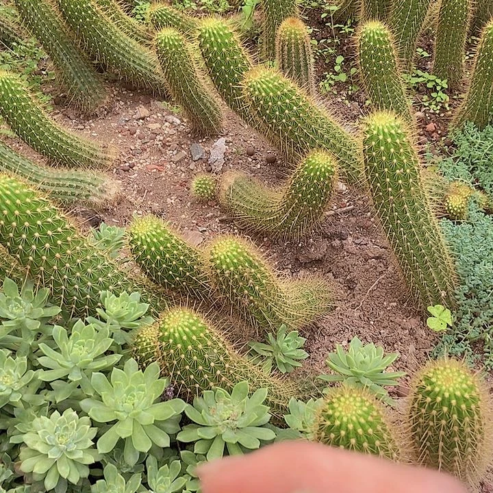 仙人掌超级橙20 cm以上脱土摘花发货