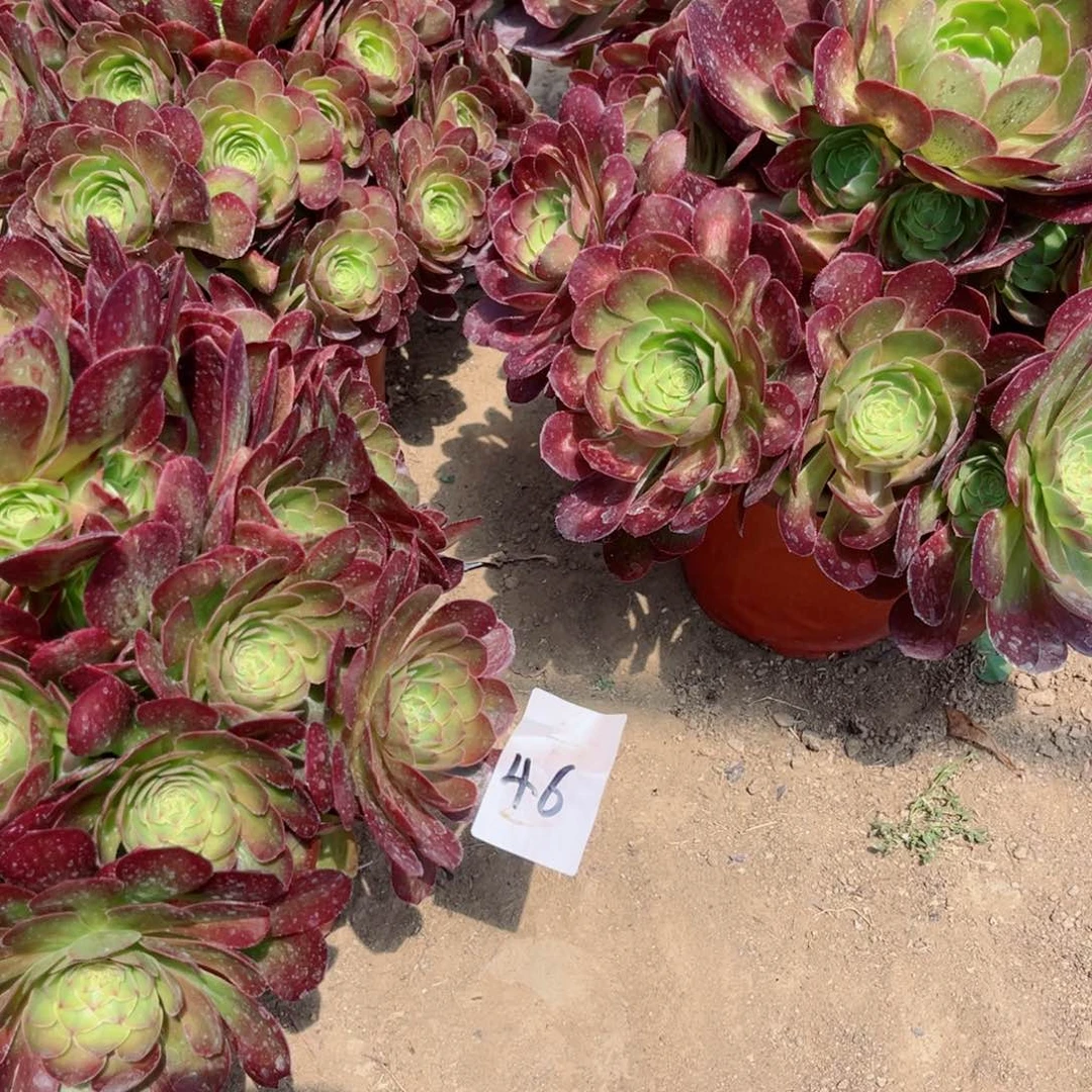 君*46雨荷四颗多肉法师寄养