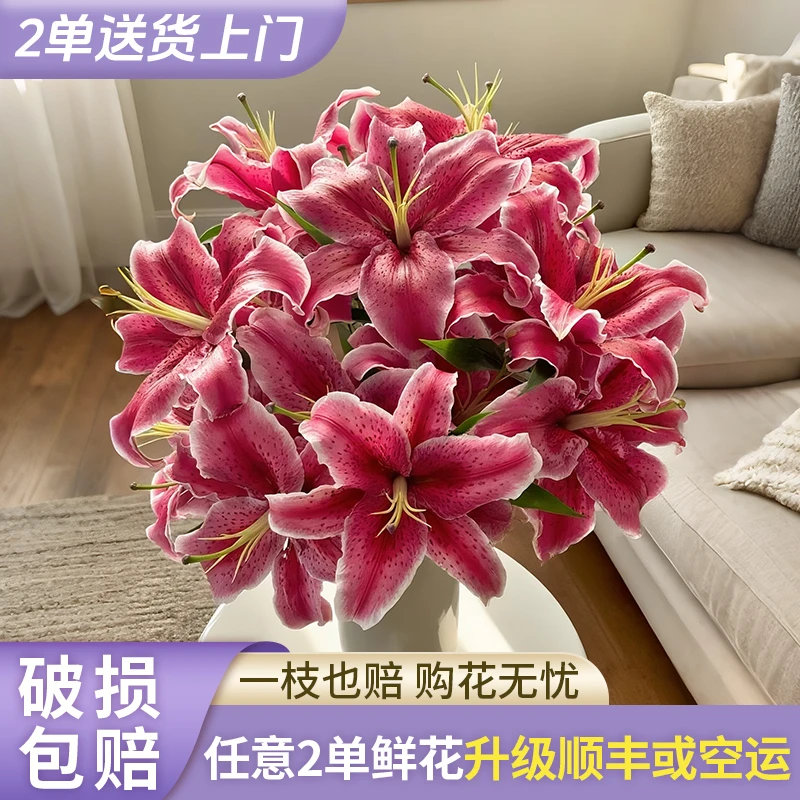 【花王朝】黑美人香水百合 云南直发鲜花家居水养插花鲜切花