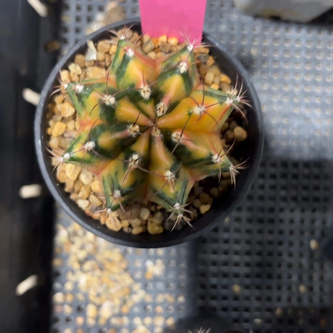 姑***爷549-0926泰国发货