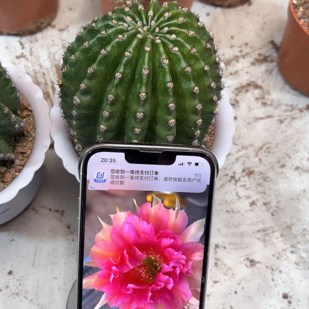 柠*果金刚桃花洛9公分左右