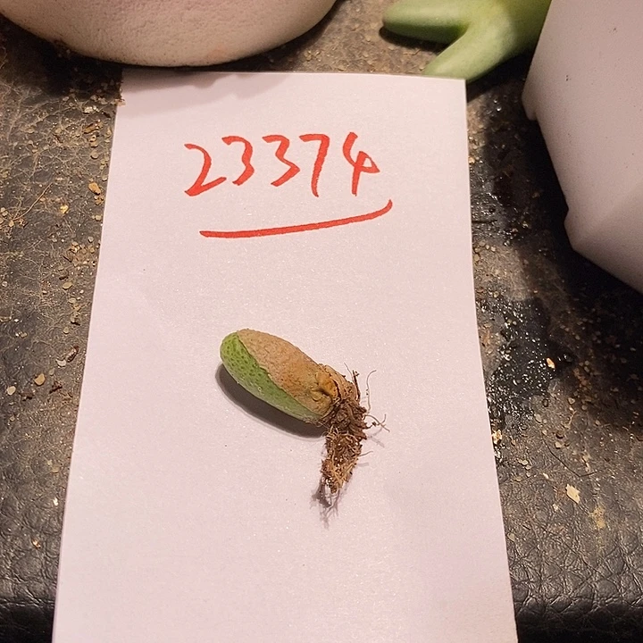 s***y23374。  一颗玉米。