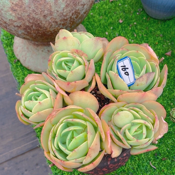 谢谢你的支持0000025