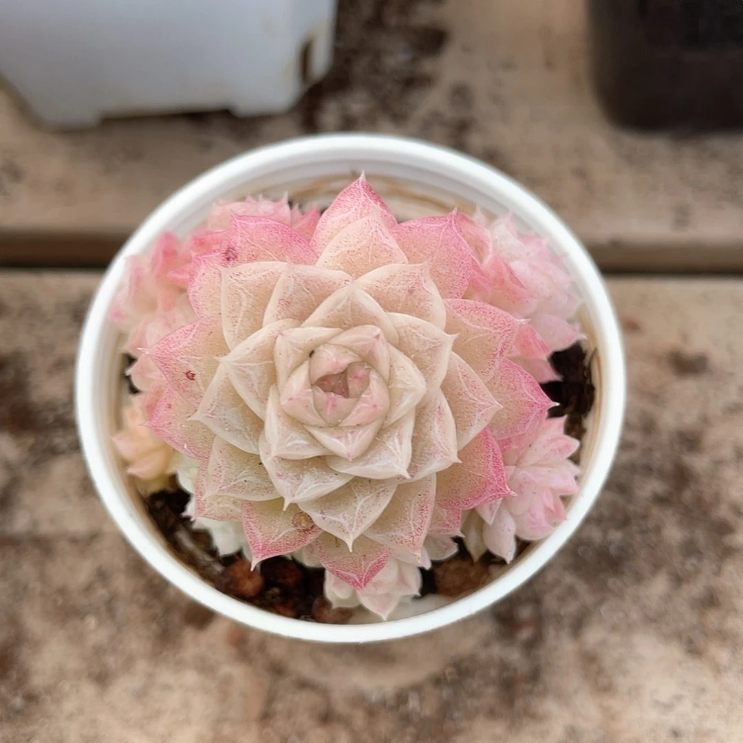 优选麦秆精品193