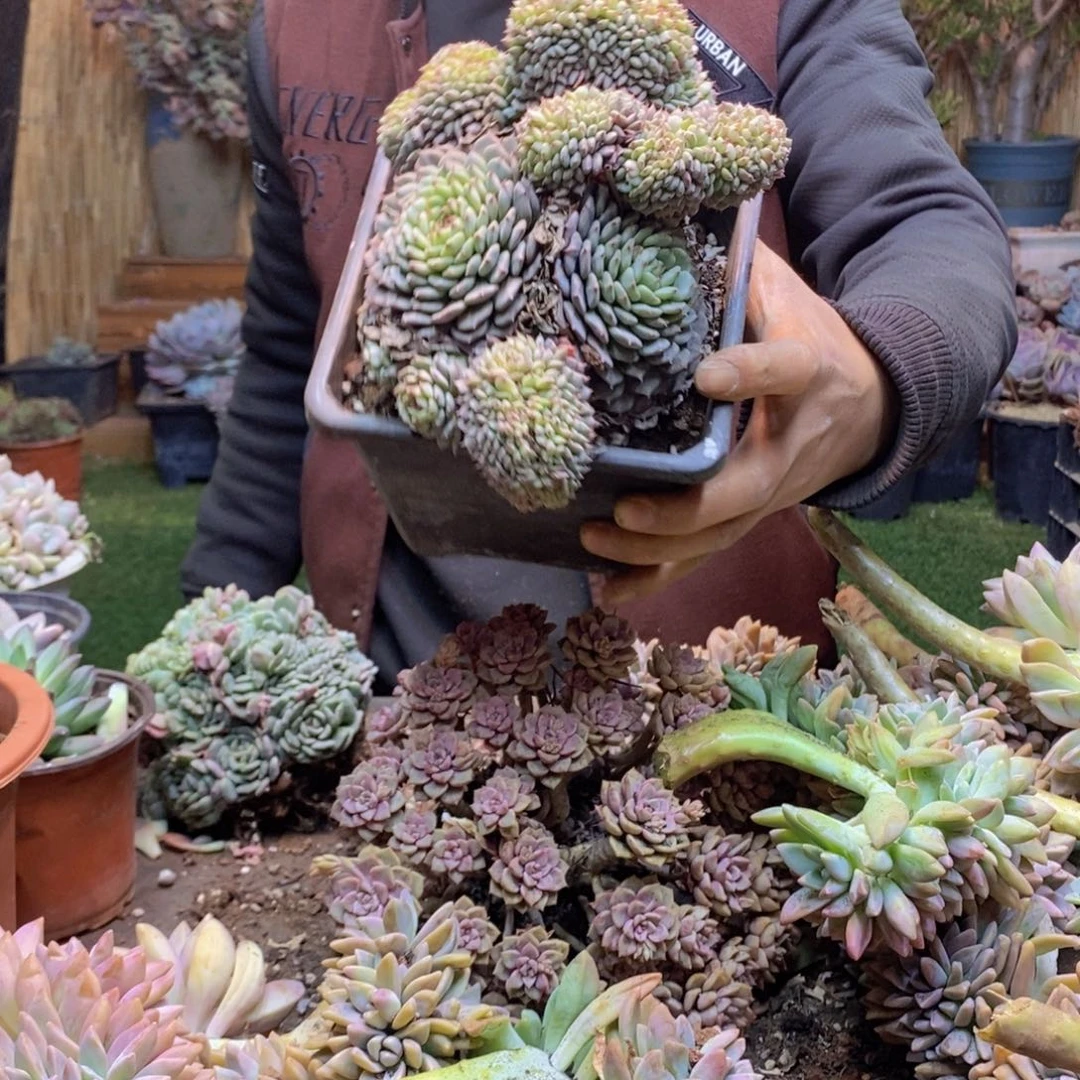 嘟*A130号白胖子缀多肉