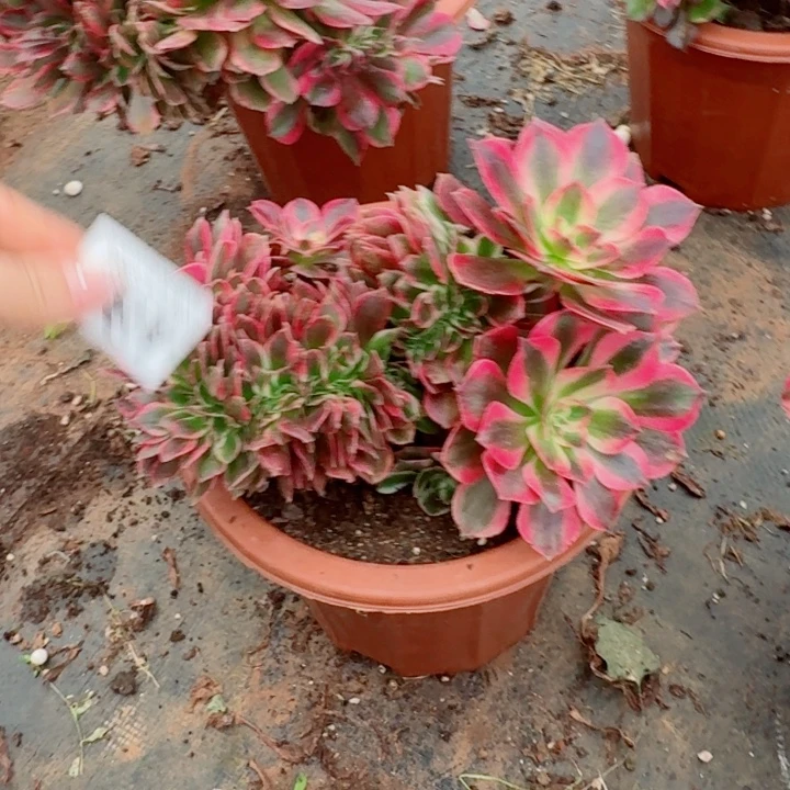435粉女郎缀化多肉植物满28包邮