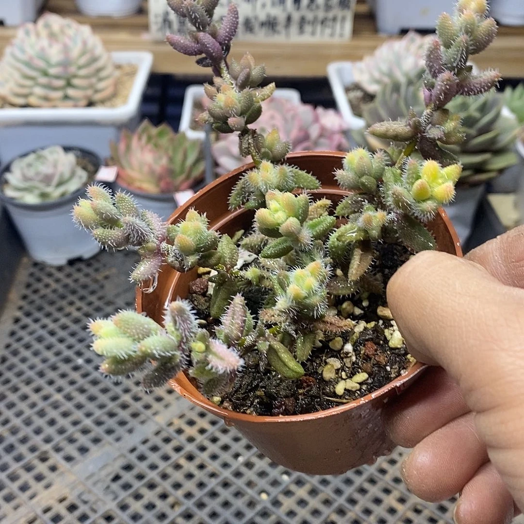 0589 雷神锦自然群