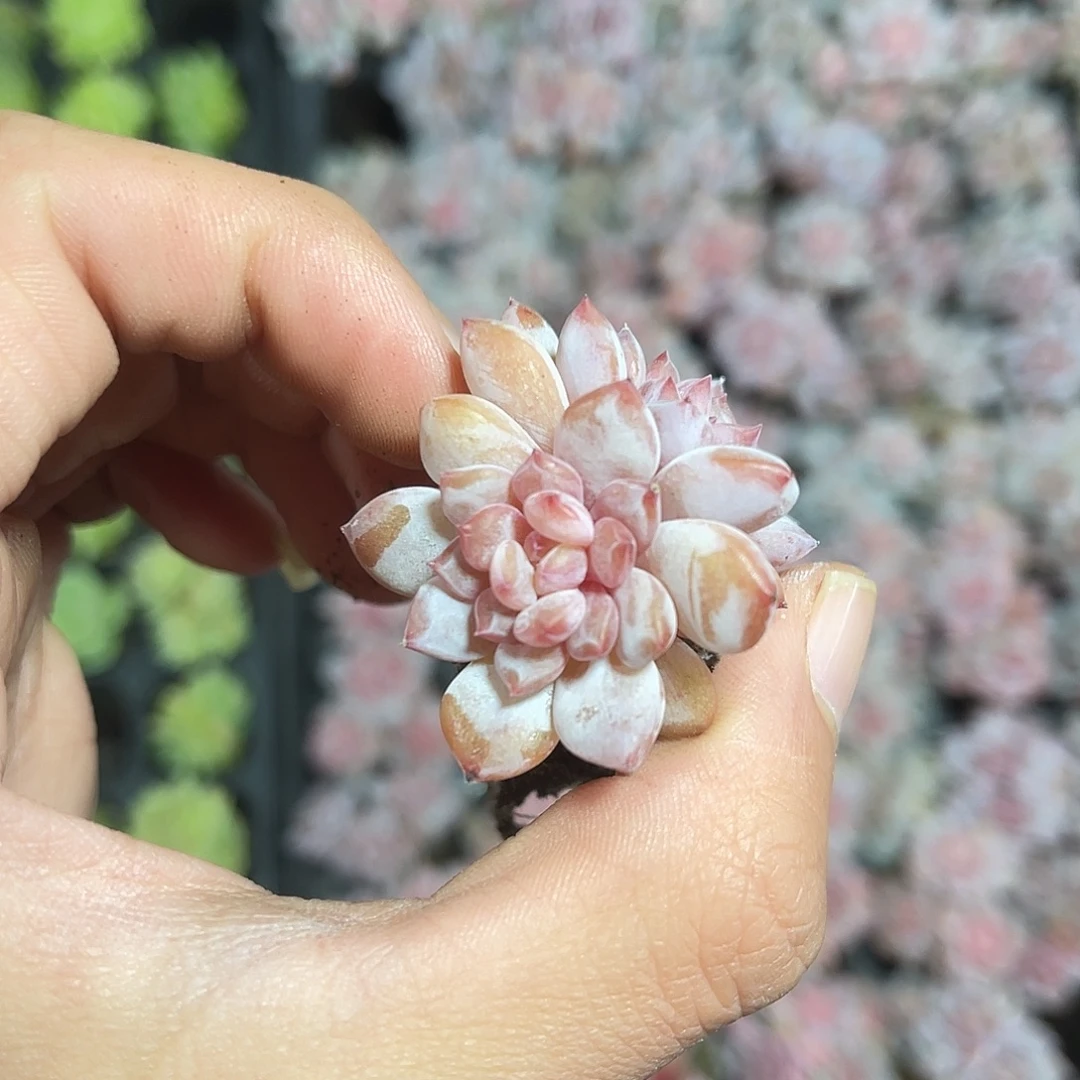 精品星星橙多肉植物