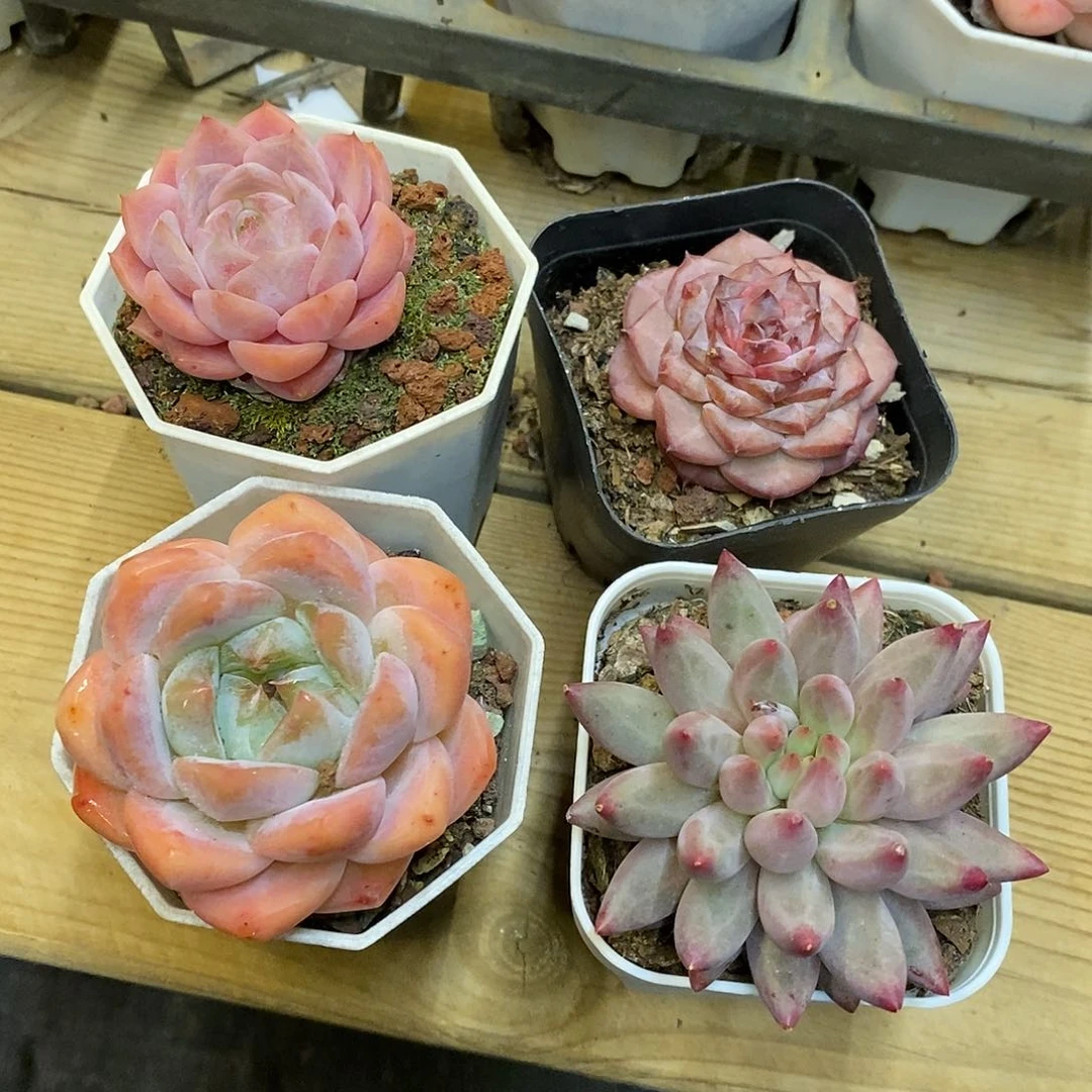 海棠红。钻戒。桃熏。金鱼姬。单头组合