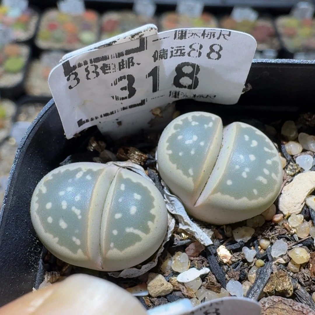 Ssss精品生石花318