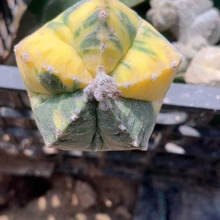 龟甲鸾凤玉锦仙人球