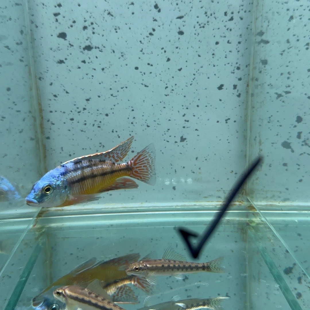 慈鲷过***丷630号红赢