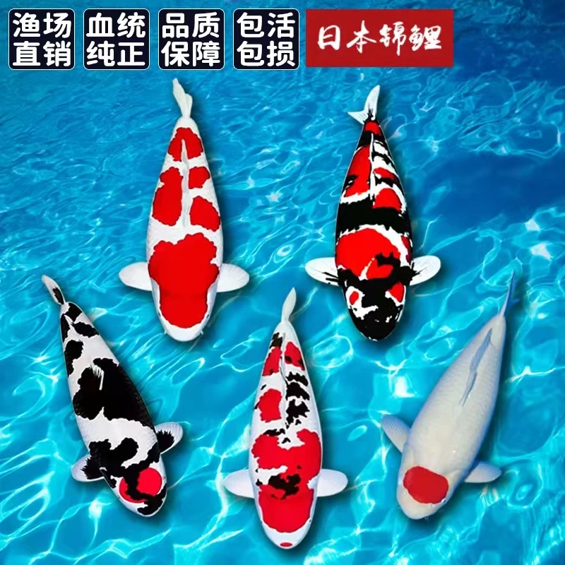 一号红白大正昭和纯种锦鲤好养耐活风水鱼正华锦鲤