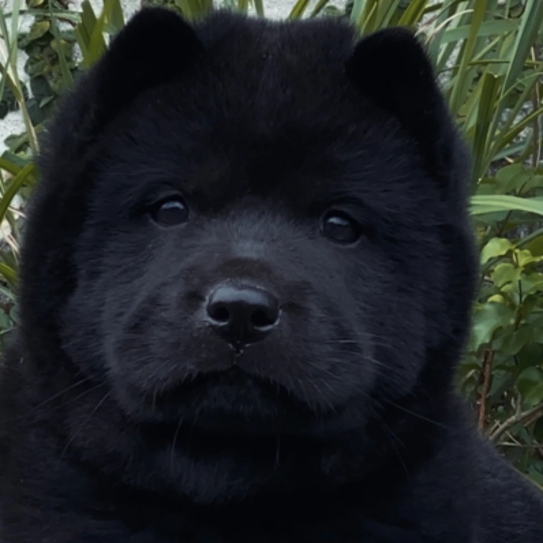 中华田园犬宠物狗五黑犬链接二“母”土狗狗狗