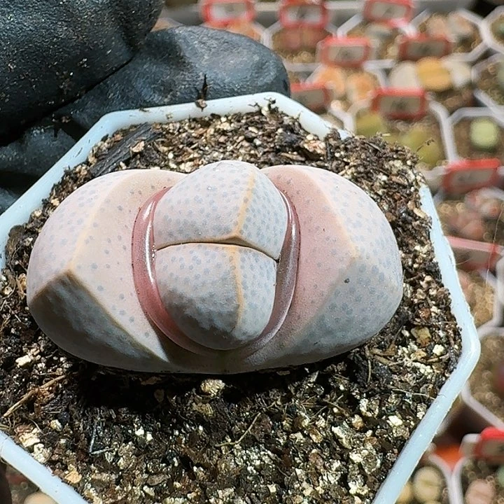 生石花12555。 83