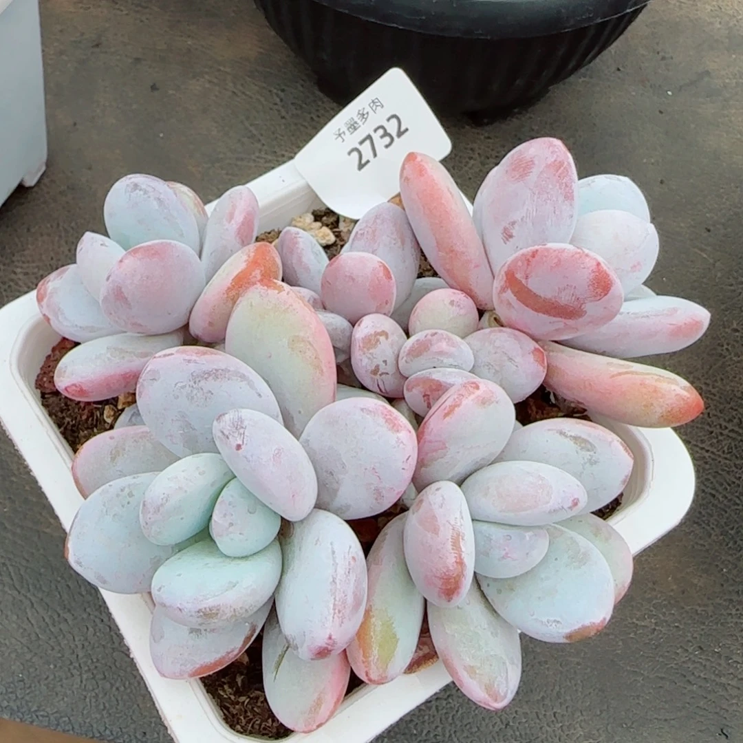 雪美人，2732多肉植物