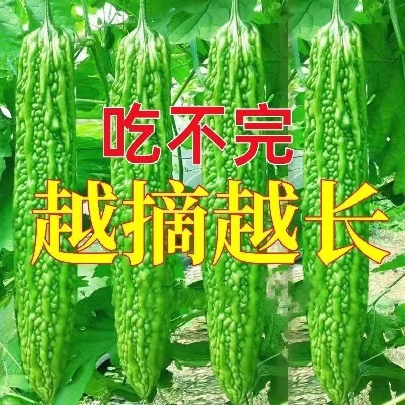 苦瓜秧苗苦瓜苗带土高产苦瓜早熟苦瓜苗大肉苦瓜苗阳台庭院盆栽