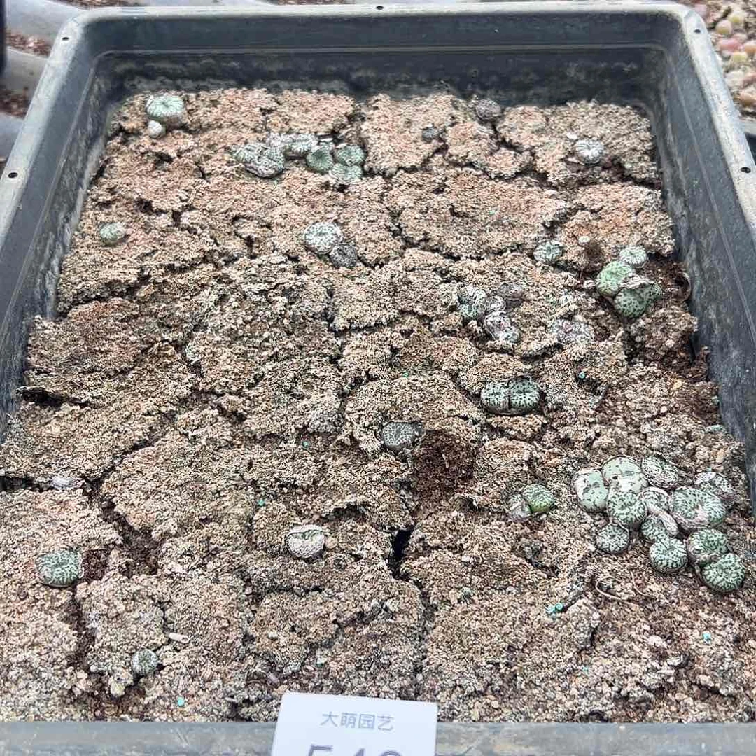 清框脱土发无售后默认有疤，540