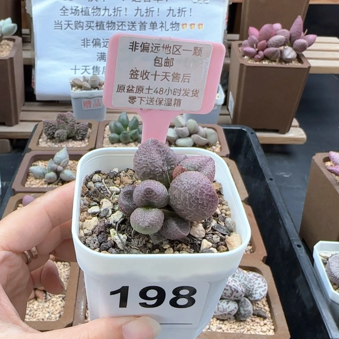 198水蜜桃多肉植物