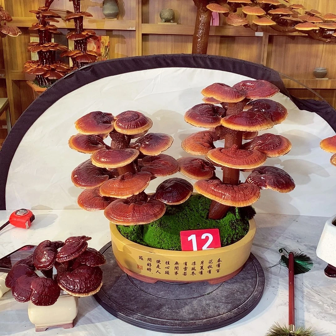 旭***光无花朵发财树发发发发福发财发财