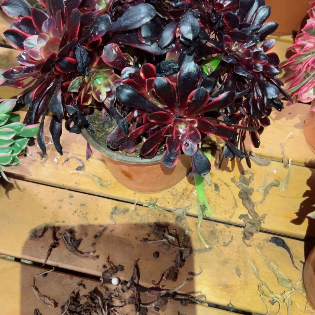 803 号多肉植物法师