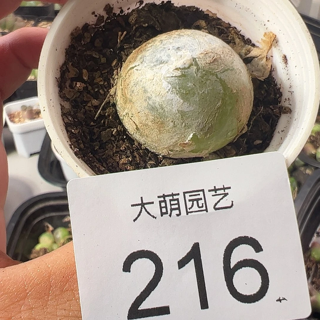 一物一拍。         216