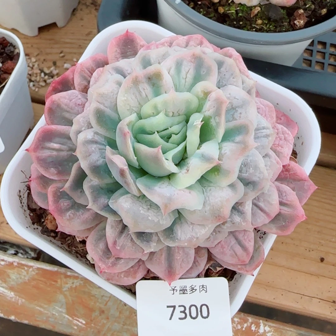 泡泡纱裙，7300多肉植物