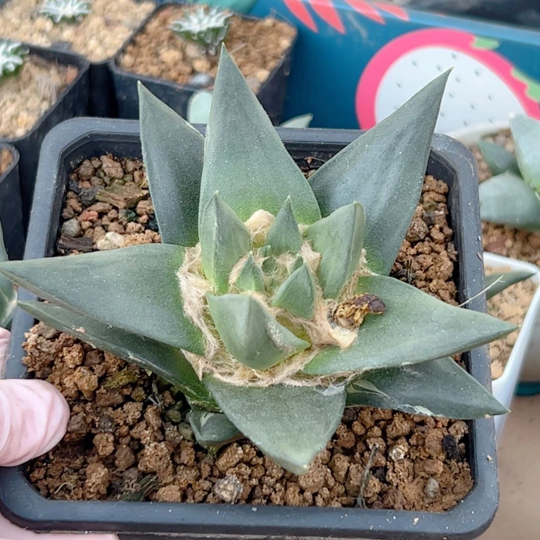 实生 龙牙牡丹11.5公分