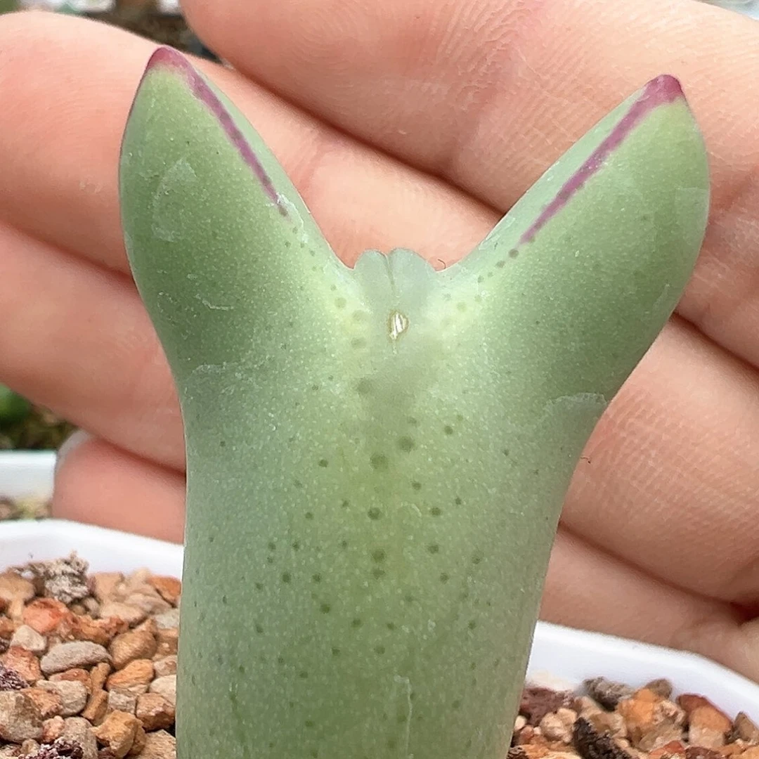 ꒰****꒱嘟嘟嘴 少将 多肉肉锥