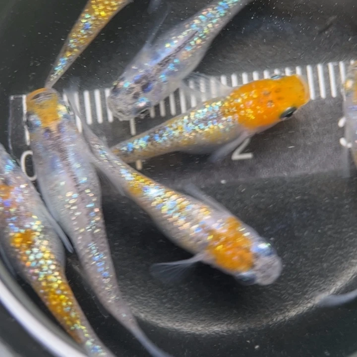 海水鱼三色蓝宝石26号