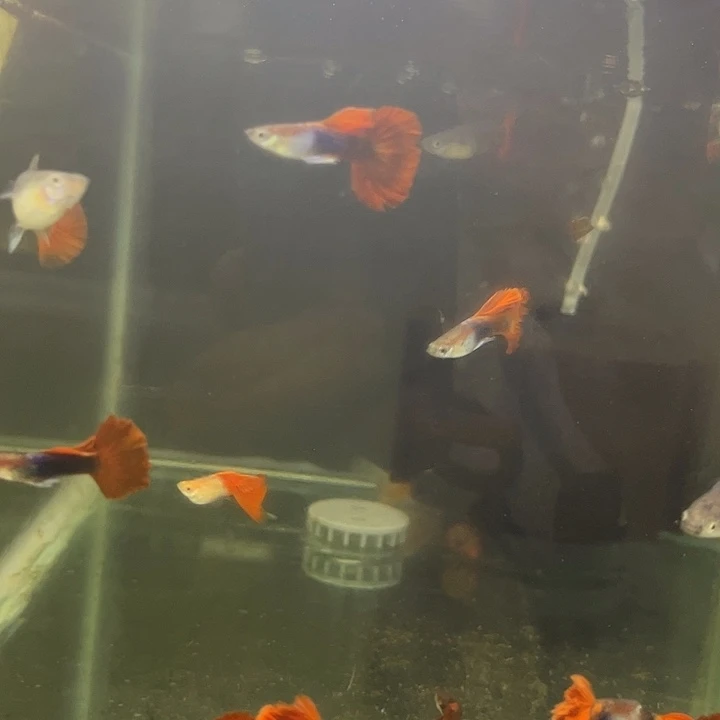 孔雀鱼10条褶扇练手