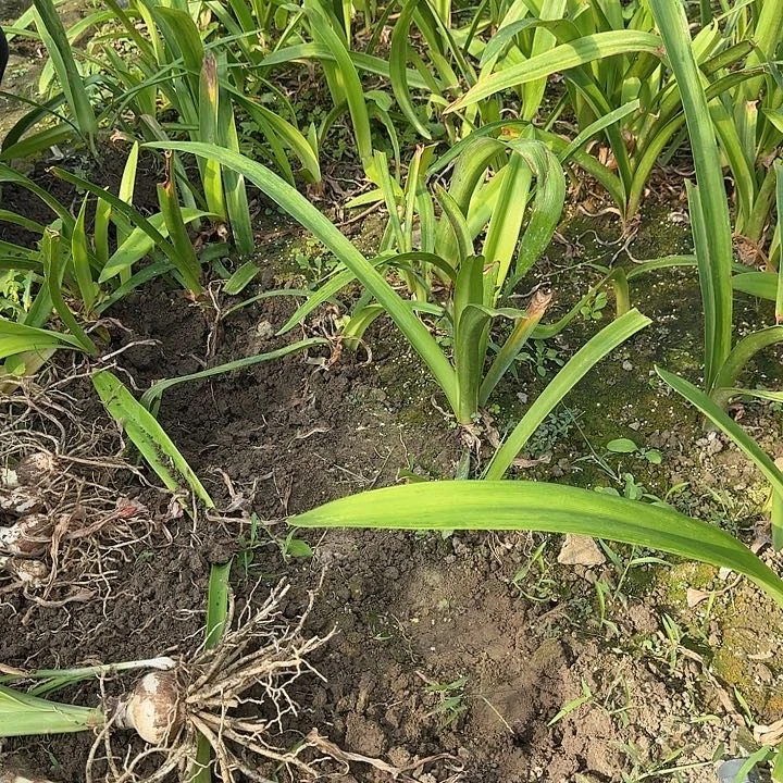 樱桃妮芙舞后冰糕5厘米+各一颗