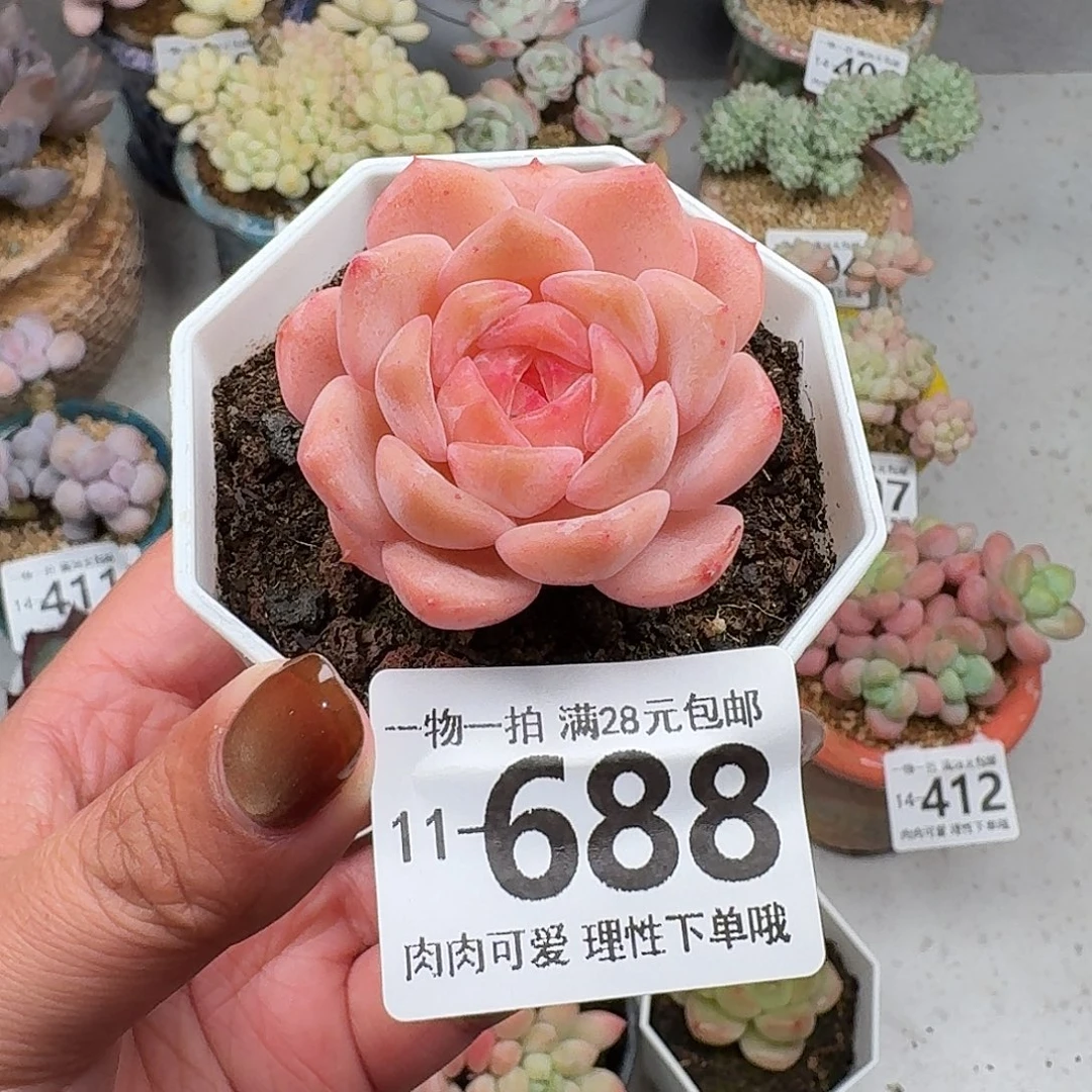 草莓果酱无盆土发货无