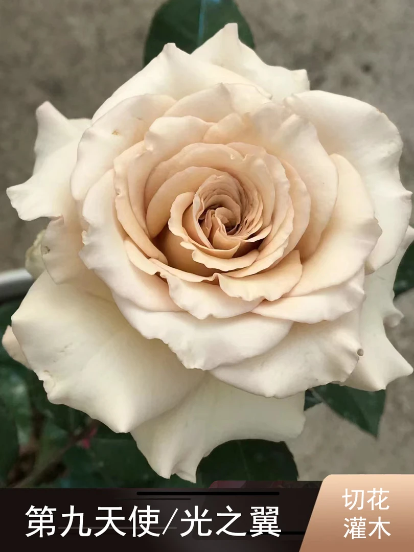 老花痴 第九天使/光之翼  河本天使系列大花月季花苗绿植花苗盆栽