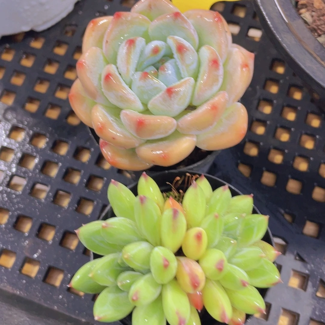 723号 奶芙加绿透美人