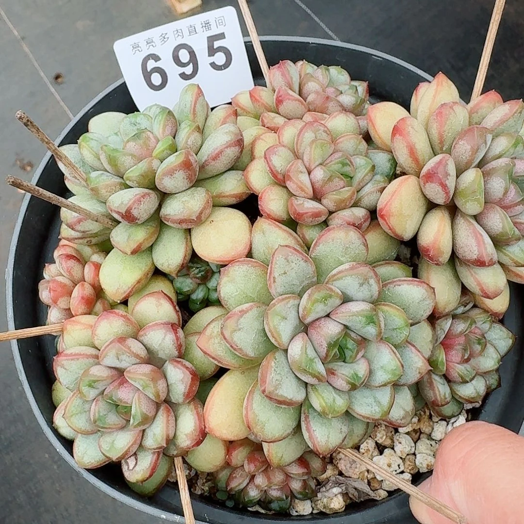 葡萄老桩            精美多肉植物