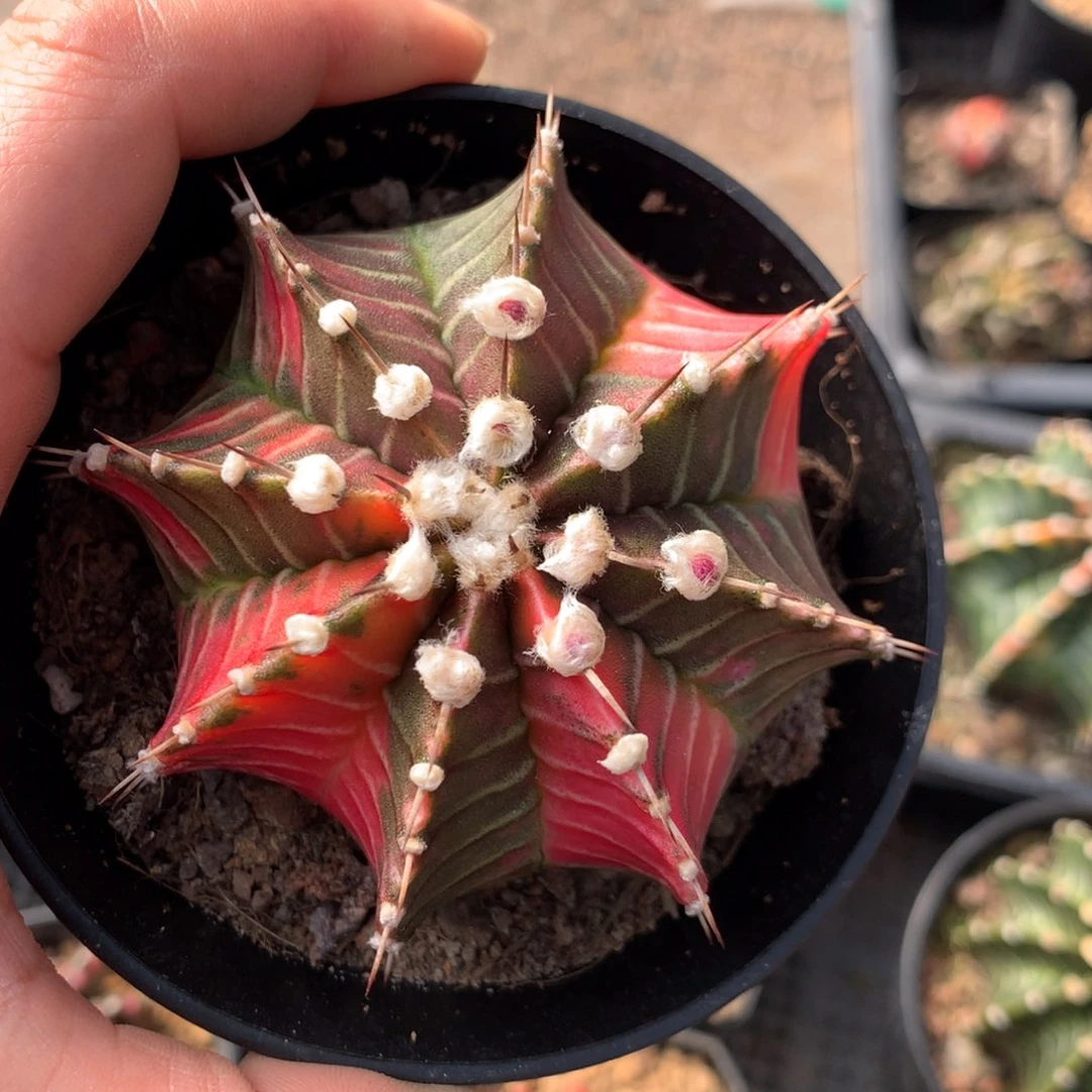 华***运仙人球一物一拍65