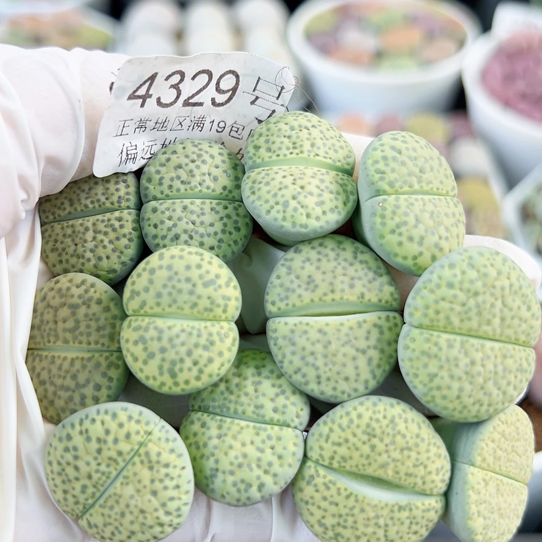 4329 好养易活生石花大母本12个2cm左右