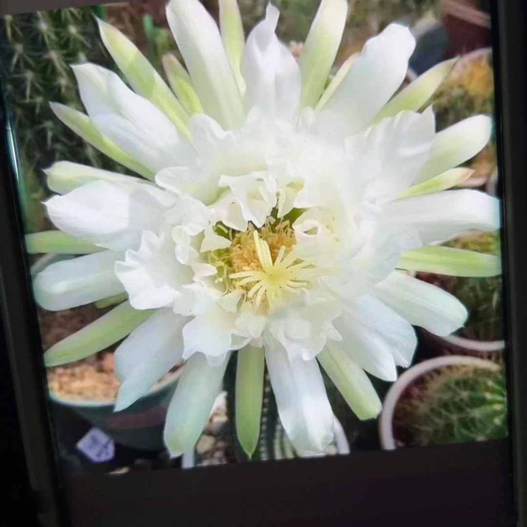 下144毛鹦鹉歪侧芽5公分左右20包邮